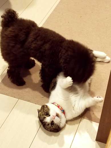 半開きに見える 猫の口 模様