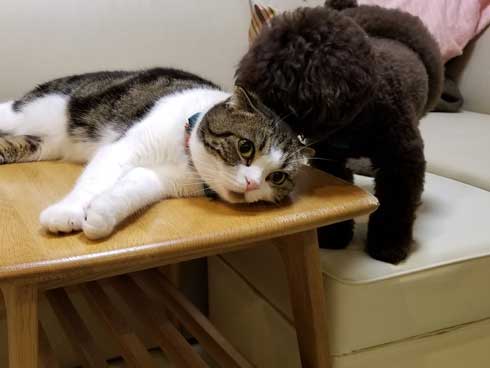 半開きに見える 猫の口 模様