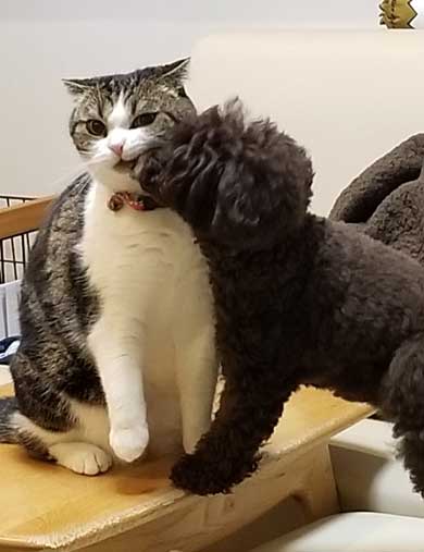 半開きに見える 猫の口 模様