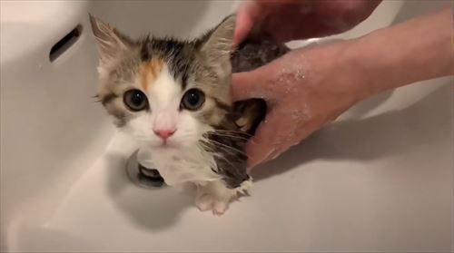 お風呂猫