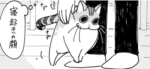 出迎えてくれる猫