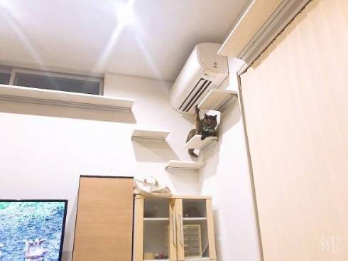 猫 挙手でアピール ジジちゃん