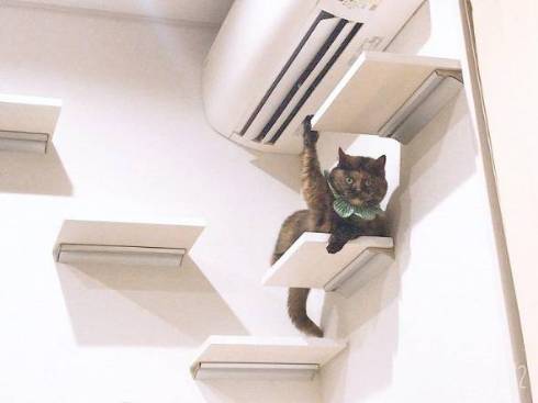 猫 挙手でアピール ジジちゃん