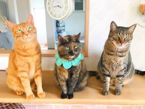 猫 挙手でアピール ジジちゃん