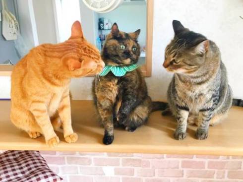 猫 挙手でアピール ジジちゃん