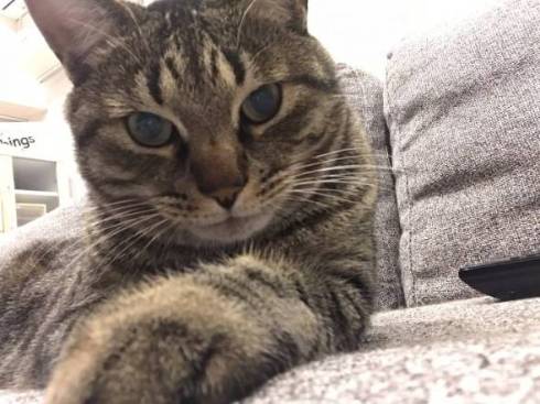 猫 挙手でアピール ジジちゃん コタロウ君