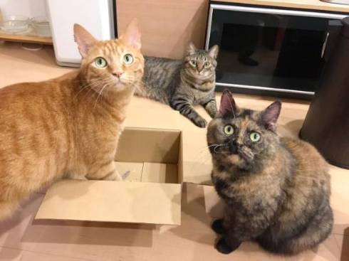 猫 挙手でアピール ジジちゃん