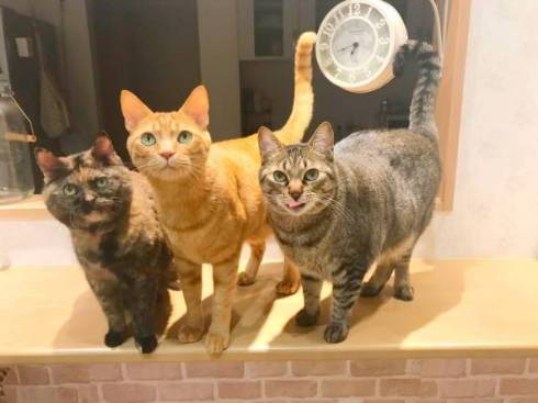 猫 挙手でアピール ジジちゃん