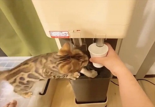 水を横取りする猫ちゃん