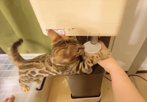 水を横取りする猫ちゃん