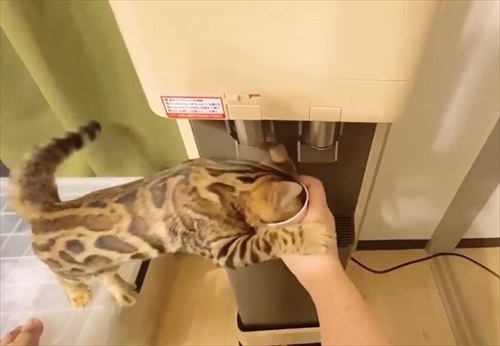 水を横取りする猫ちゃん