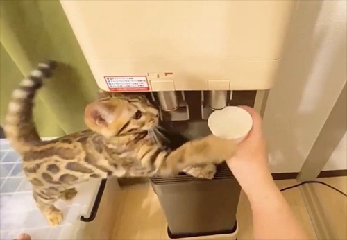 水を横取りする猫ちゃん