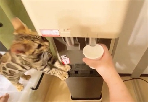 水を横取りする猫ちゃん