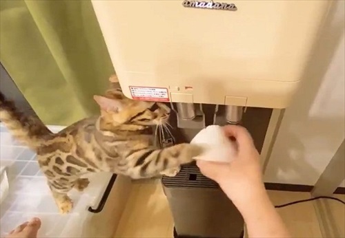 水を横取りする猫ちゃん