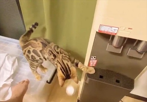 水を横取りする猫ちゃん