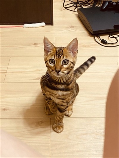 水を横取りする猫ちゃん