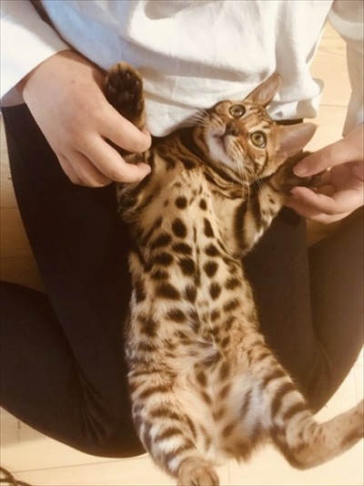 水を横取りする猫ちゃん