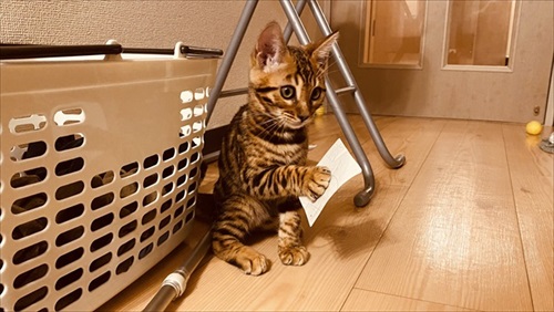 水を横取りする猫ちゃん