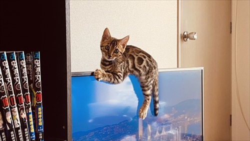 水を横取りする猫ちゃん