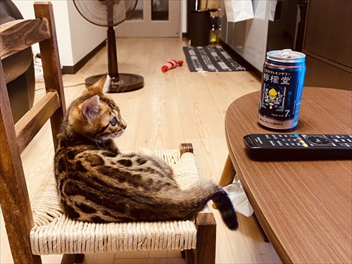 水を横取りする猫ちゃん