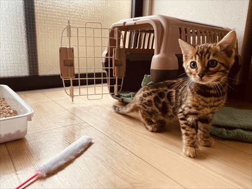 水を横取りする猫ちゃん