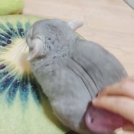 チンチラちゃんのブラッシング