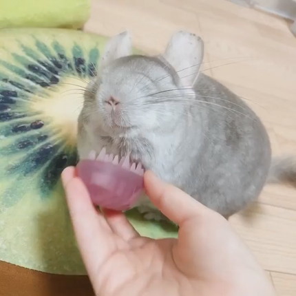 ブラッシングチンチラ