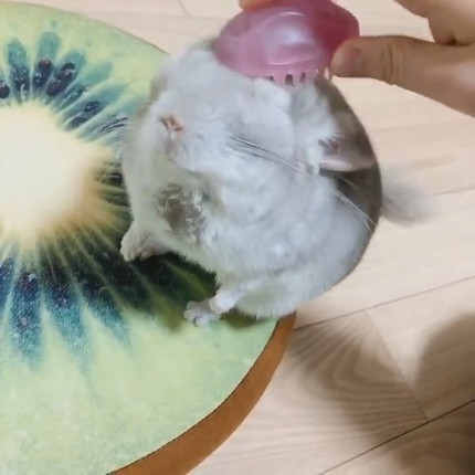 チンチラちゃんのブラッシング
