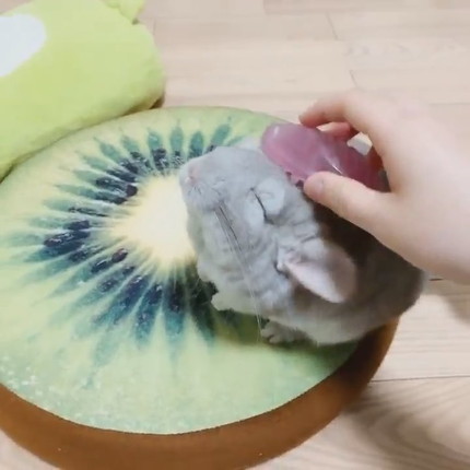 チンチラちゃんのブラッシング