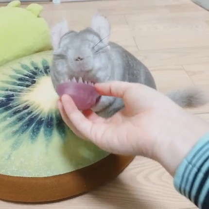 チンチラちゃんのブラッシング