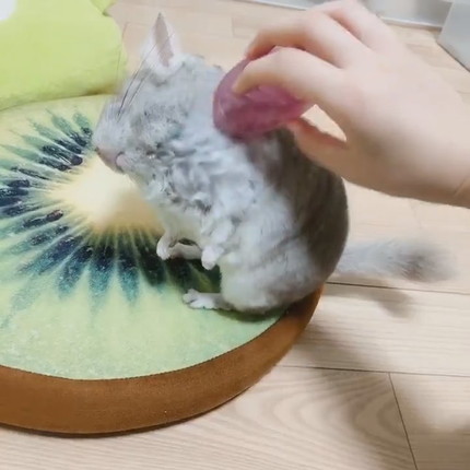 チンチラちゃんのブラッシング