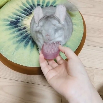 チンチラちゃんのブラッシング