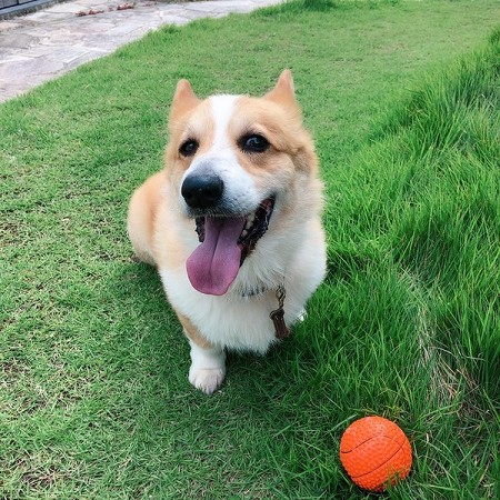 おやすみ坊ちゃん