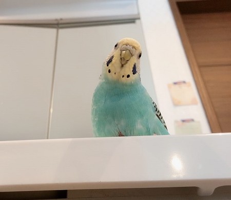 おやすみ坊ちゃん