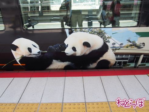 パンダ パンダくろしお アドベンチャーワールド