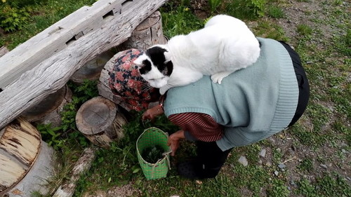 おばあちゃんと猫