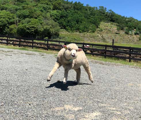 マッチョアニマル 集合イラスト マッチョ 羊 猫 右フック犬 マッスルギツネ 筋肉 動物