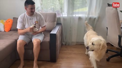 犬