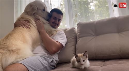犬