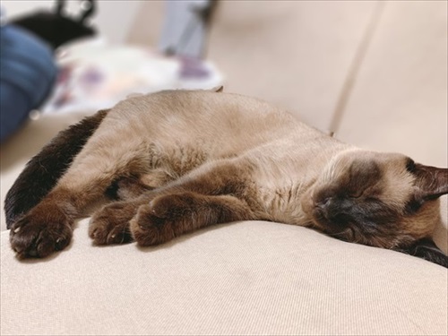 初期教育失敗例