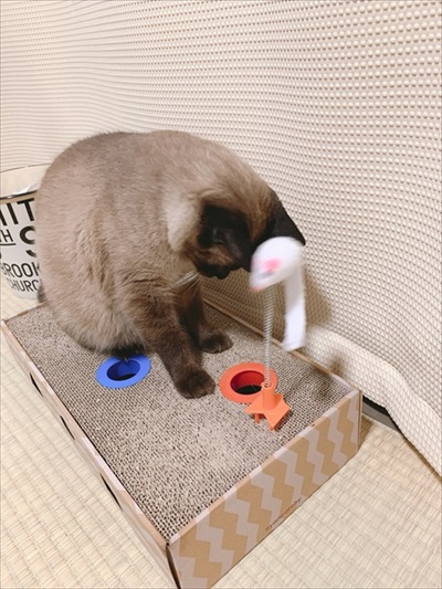 初期教育失敗例