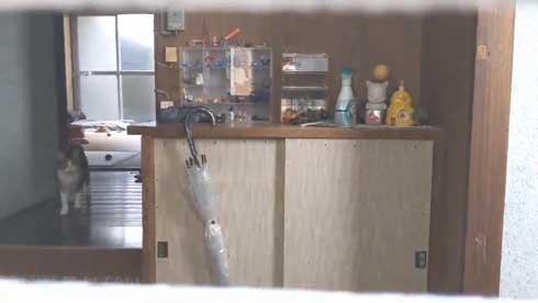 猫がポストからひょっこり