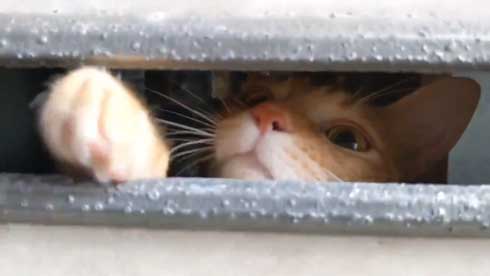 ポスト猫ちゃん