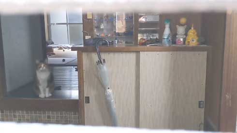 帰宅 猫 玄関 ポスト かわいい 出迎え