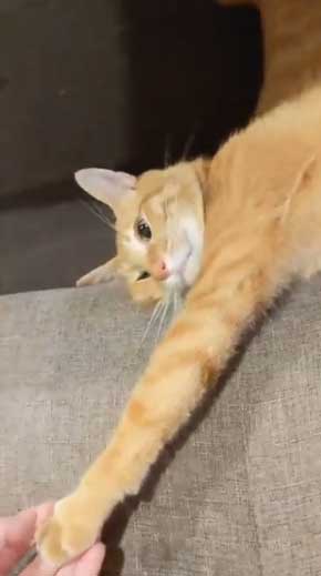 帰宅 猫 玄関 ポスト かわいい 出迎え