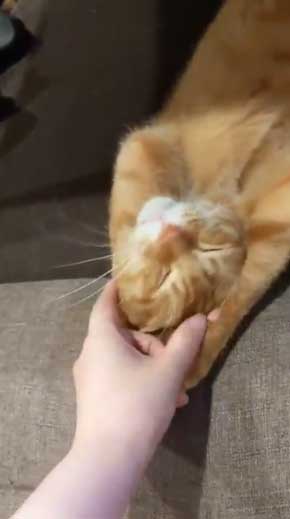 帰宅 猫 玄関 ポスト かわいい 出迎え