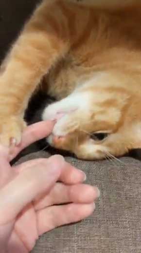 帰宅 猫 玄関 ポスト かわいい 出迎え