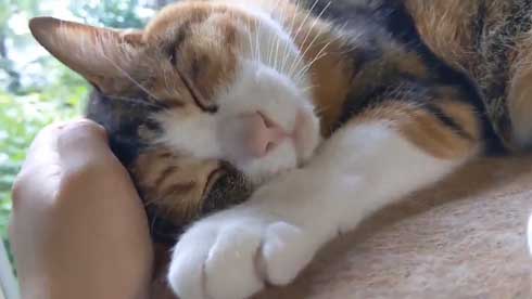 帰宅 猫 玄関 ポスト かわいい 出迎え