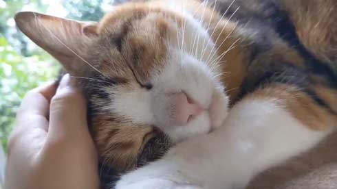 帰宅 猫 玄関 ポスト かわいい 出迎え