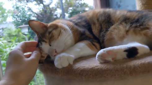 帰宅 猫 玄関 ポスト かわいい 出迎え